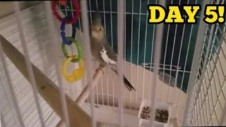 My Cockatiel Finally Playing! Shes Having Fun.
she likes the hanging toy in the back, she bites it, and puts her head through the rings lol. shes getting used to me kinda, still hissing when i go to change the water, BUT doesnt flip sh!t. she also has been using the mineral block. day 4-5.
-
SUBSCRIBE TO
MAIN channel: https://youtu.be/7DV3olb4BIA
-
2ND channel: https://youtu.be/lqTJn6J8UV4
-
(Saenzkickass2: https://youtu.be/YG4RlyJSrBQ
-
Joeee Nathan: https://youtu.be/sxIvE5IVHwc
-
Sal Rod: https://youtu.be/RgJzd3GQNFs
-
Lx_ Gaming: https://youtu.be/8o3zrj582tA
-
CussingYeti 608: https://youtu.be/P2k18tjPFSE )
-
Follow me on
Instagram: @babytree123official
twitter: @babytree123mc My Cockatiel Finally Playing! Shes Having Fun.
