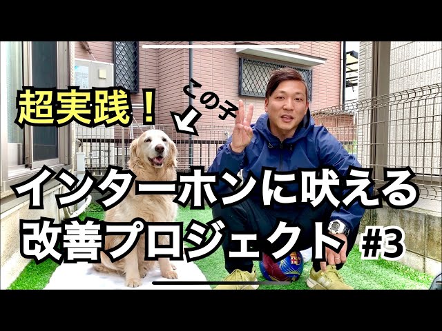 動画 犬技 一芸ゴロン3点セットの教え方 犬との遊びと暮らしをサポート ドックローバー In 姫路 動画 犬技 一芸ゴロン3点セットの教え方 犬との遊びと暮らしをサポート ドックローバー In 姫路