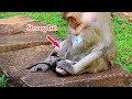 Unbeleivable... Monkey mistreat her own baby nearly die | Dana why did you do like this with Daniela