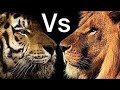 اقوى قتال من اجل البقاء في البرية - اسد ضد نمر