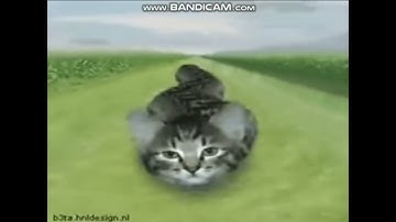 Preview 2 Numa Cats V4