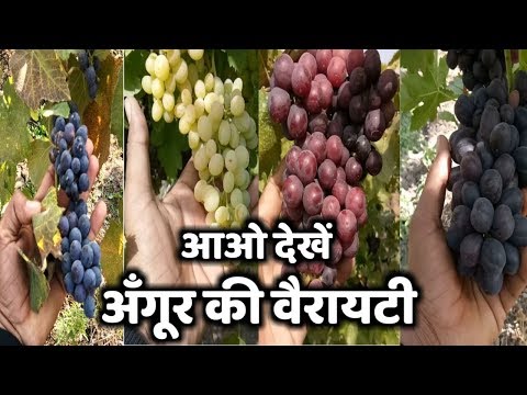 वीडियो: मोनार्क अंगूर - सबसे स्वादिष्ट आधुनिक संकरों में से एक