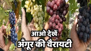 अँगूर की वैरायटी | Different Variety of Grapes | Grapes Farming in India