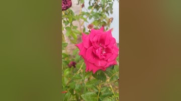 الآيات 188 إلى 200 من سورة آل عمران