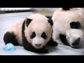 [판다스틱베베] 아기판다 100일간의 성장기록 공개 | 에버랜드 판다월드 (The first 100 days of Baby Panda)