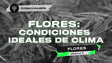 ¿Cuál es la mejor temperatura de floración?