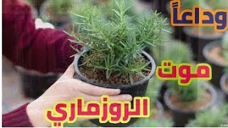 طريقة زراعة الروزمارى/اكليل الجبل_الحصى لبان ف المنزل الاف الشتلات