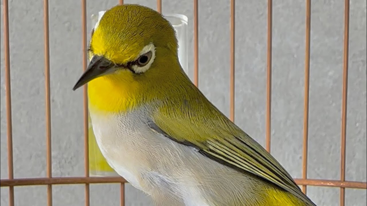 Chim Khuyên Tố Chất Cực Đẹp Pha Choè / Bổi Líu , Thuần Líu Chia Sẻ AE 