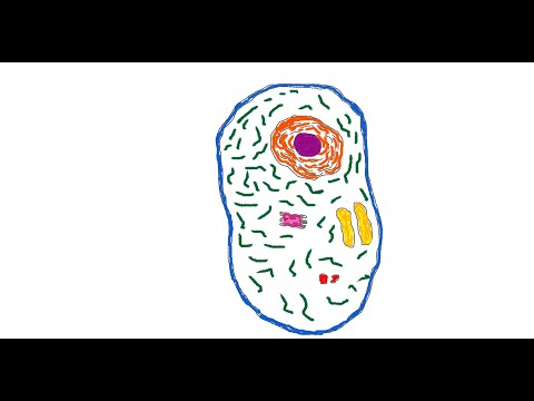 Видео: Какво има в животинската клетка?