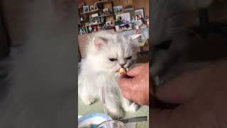 クリームを舐める猫 by レンヂ(猫)の動画 164 views 7 months ago 1 minute, 36 seconds