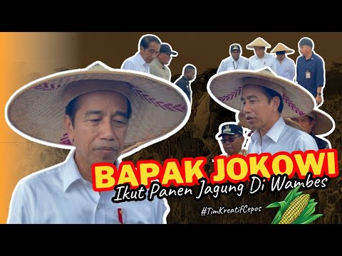 Warga Antusias,  Presiden Joko Widodo Ikut Panen Jagung di Keerom Kota Jayapura
