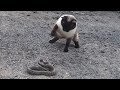 Siamese Cat Snake Fight || 샴 고양이와 뱀 싸움 の動画、YouTube動画。