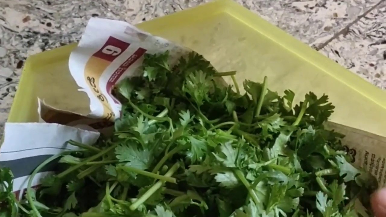 Coriander leaves storege/how to storege coriander leaves YouTube