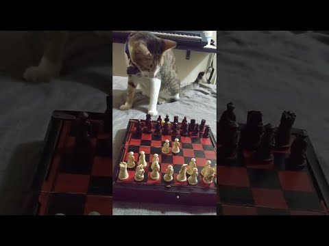 Very Patient Kitty Plays Chess || ViralHog