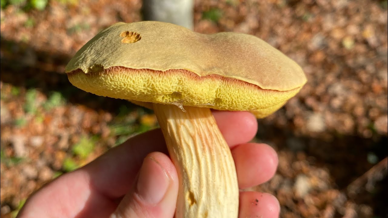 ЛОВЛЮ ГРИБЫ В ТУМАНЕ - YouTube