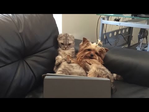 Video: Wat is moggies-tablette?