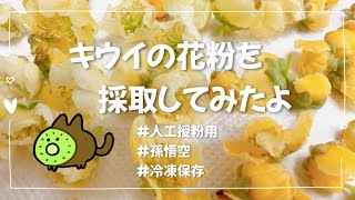キウイの花粉採取】#人工授粉用#冷凍保存#孫悟空#適当#ベランダ果樹園