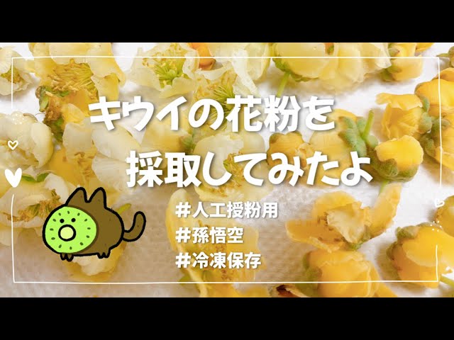 キウイの花粉採取】#人工授粉用#冷凍保存#孫悟空#適当#ベランダ果樹園