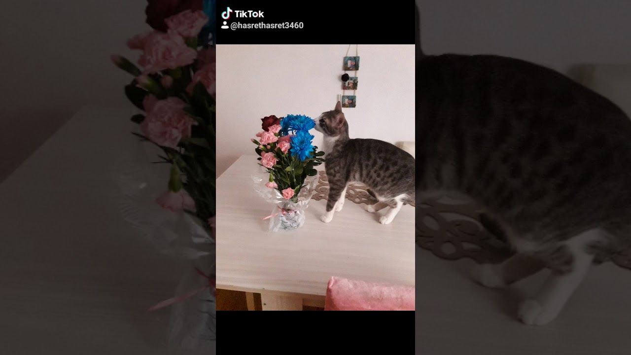 Bizdeki kedi sevgisi 🤲 YouTube