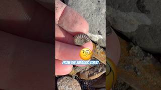 Fossil Hunting Find & Fail 🤦♂️⁉️#fossil#ammonite#fossilhunter