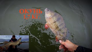 видео: попали на жор ГИГАНТСКИХ Окуней. И + бонус огромная  ЩУКА картинка: попали на жор ГИГАНТСКИХ Окуней. И + бонус огромная  ЩУКА