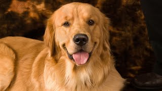 Choosing the Perfect Puppy: Tips for Selecting a Golden Retriever