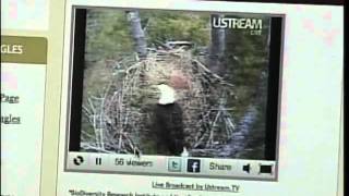Maine Bald Eagles Can Be Watched Up Close