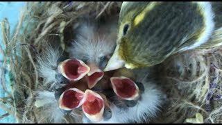 Canary breeding From Eggs to Fly _ Growth stages of canary birds from 1 day to 30 / aviary bird