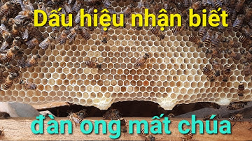 Dấu hiệu nhận biết đàn ong bị mất chúa | Kỹ thuật nuôi ong |