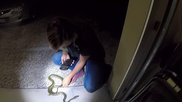 CARPET PYTHON IN PACIFIC PINES