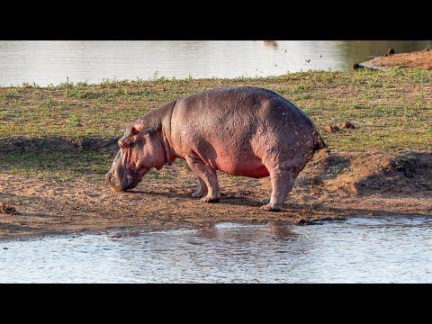 Hippo Bull's Unique Territory Marking Behaviour: Tail Flicking Poop Spray