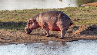 Hippo Bull's Unique Territory Marking Behaviour: Tail Flicking Poop Spray