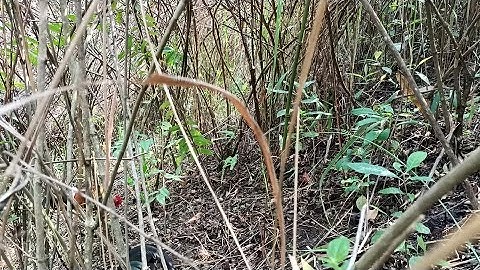 Dib qaib qus tuaj zoo heev