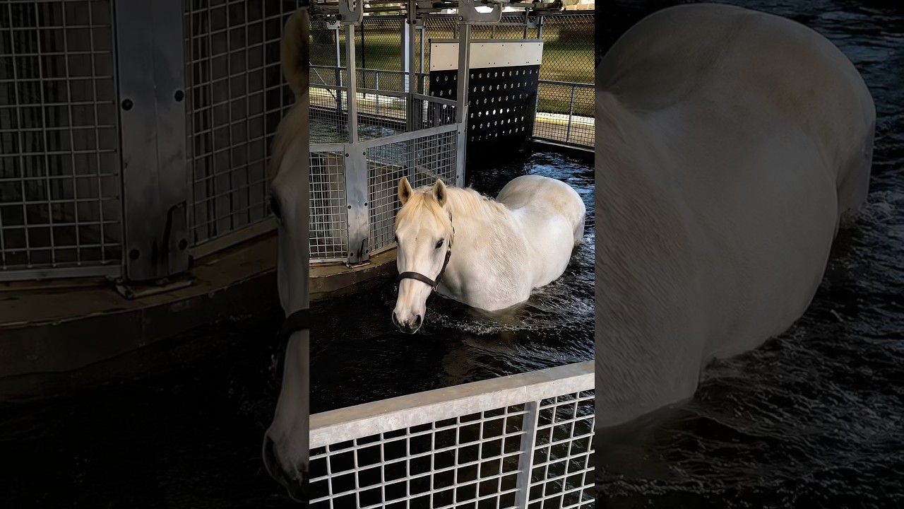 How Water Turns a Walk Into a Horse Workout