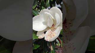 Newly Blossomed Magnolia Flower Gets a Visitor