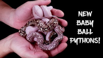 First Ball Python Hatchlings are Out of Their Eggs!