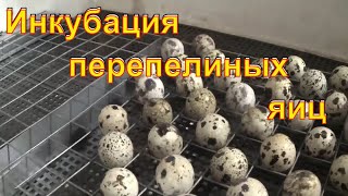 Инкубация перепелов без переворота / Зауральское подворье Инкубация перепелов без переворота / Зауральское подворье