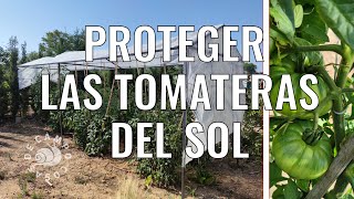 Proteger las tomateras del sol.