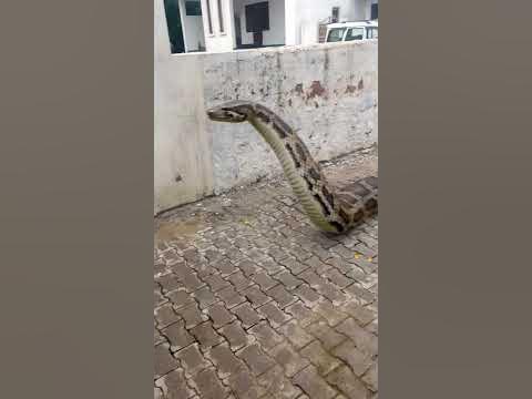 Big Python Snacks chasing Boy #snake #short - YouTube