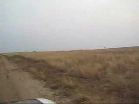 A hippo grazing at Paraa Lodge