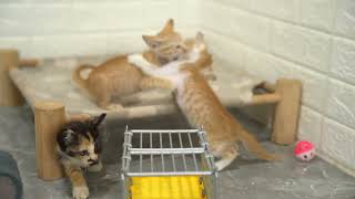 Four mischievous kittens play happily and happily with their mother by Take Me HOME 463 views 2 months ago 9 minutes, 41 seconds