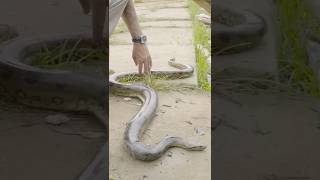 🐍 Resgatamos essa sucuri no meio da Amazônia! #sucuri #cobra #cobragigante  #anaconda