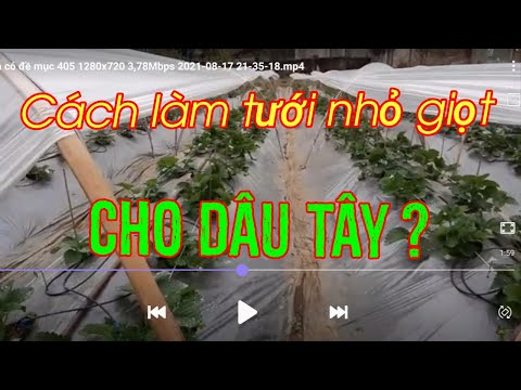 Video: Các vấn đề và giải pháp tưới nhỏ giọt: Quản lý các vấn đề về tưới nhỏ giọt