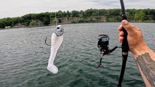 Brutus The Brown Returns | Mackinaw Kayak Jigging