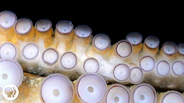 If Your Hands Could Smell, You’d Be an Octopus | Deep Look