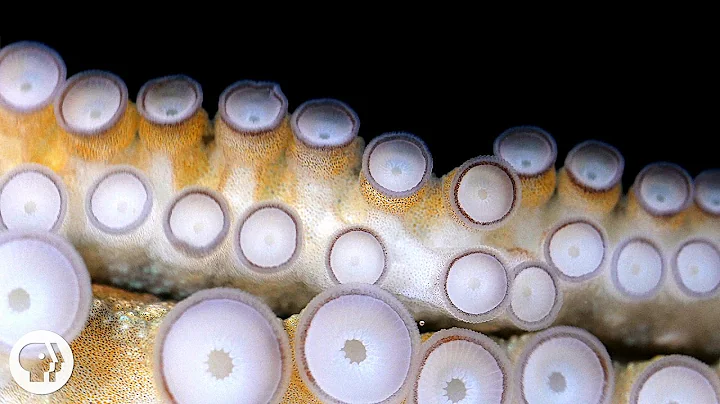 If Your Hands Could Smell, You’d Be an Octopus | Deep Look - DayDayNews