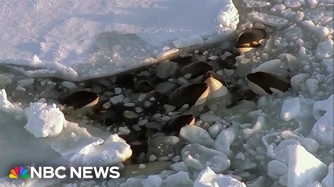 Orcas Trapped In Ice Off Japan Appear To Have Found Safety