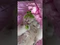 Matching hats for mama and her kittens