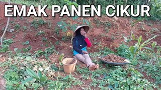 EMAK PANEN CIKURŔR