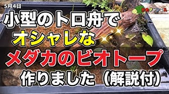 メダカのビオトープ Youtube